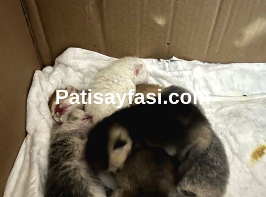 Sevgi dolu yuvalar arıyoruz