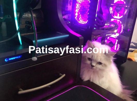 British Longhair Erkek Kedime Eş İlanı