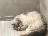 British Longhair Erkek Kedime Eş İlanı - 2
