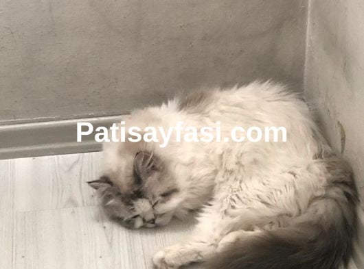 British Longhair Erkek Kedime Eş İlanı