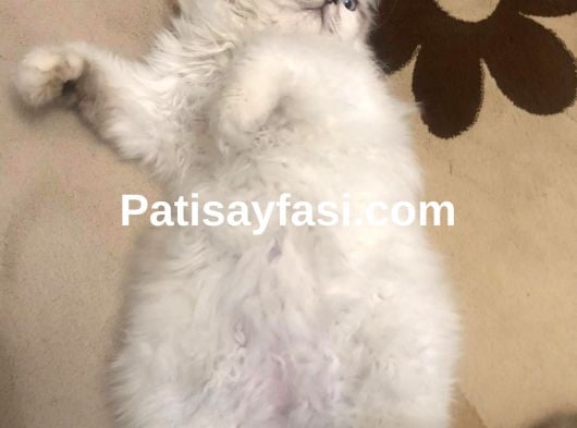 British Longhair Erkek Kedime Eş İlanı