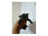1 aylik britishshorthair yavrusu - British Shorthair - İzmir