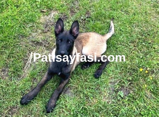 Orjinal belcika kurdu