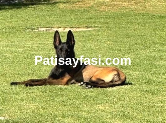 Orjinal belcika kurdu