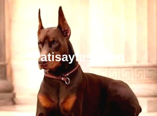 Koruma kopegi egitimli yavrular 