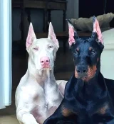 Koruma kopegi egitimli yavrular - Doberman