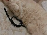 Ücretsiz 4 yaşında erkek kısır kedi