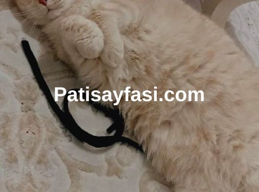 Ücretsiz 4 yaşında erkek kısır kedi