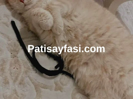 Ücretsiz 4 yaşında erkek kısır kedi