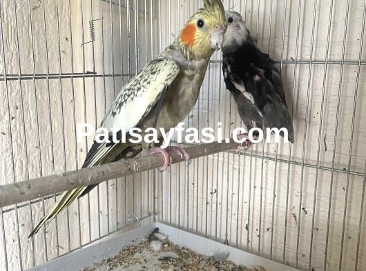 Yavru Alınan Sultan Takımları