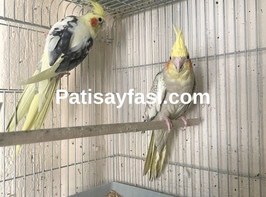 Yavru Alınan Sultan Takımları