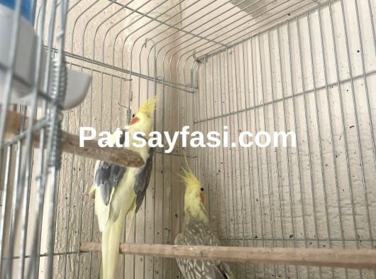 Yavru Alınan Sultan Takımları