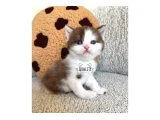 Chocolate yavrularımız - British Shorthair