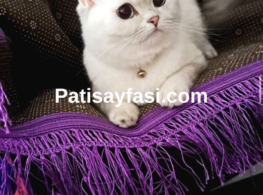 Güzel kızım Boncuğuma Acil Yuva arıyorum