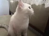 Güzel kızım Boncuğuma Acil Yuva arıyorum - 2