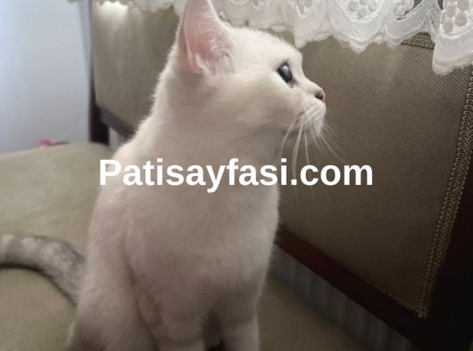 Güzel kızım Boncuğuma Acil Yuva arıyorum