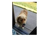Kız Golden Ücretsiz Sahiplendirme - Köpek