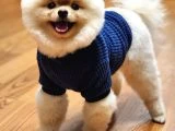 En Tatlı ve En Güzel Pomeranian Yavrularım - 4
