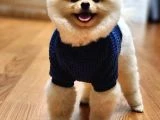 En Tatlı ve En Güzel Pomeranian Yavrularım - 5