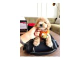 Maltipoo Bebeklerimiz - 3