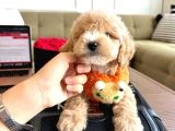 Maltipoo Bebeklerimiz - 3