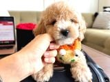 Maltipoo Bebeklerimiz