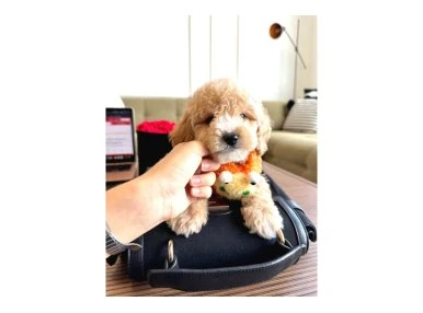 Maltipoo Bebeklerimiz