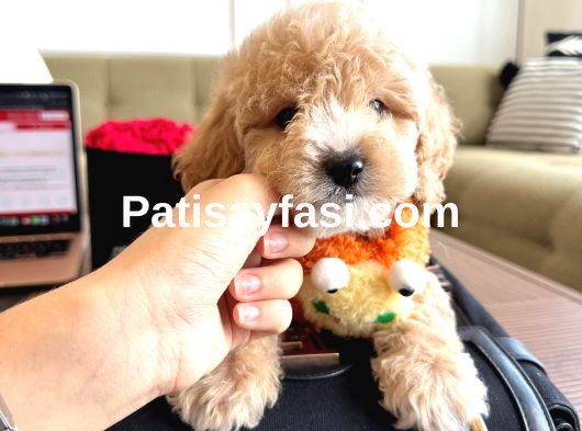 Maltipoo Bebeklerimiz