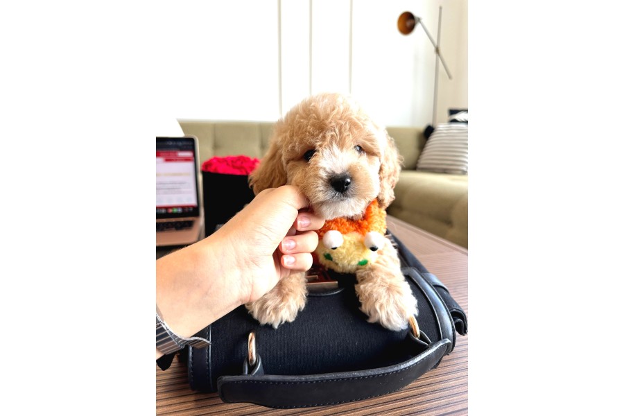 Maltipoo Bebeklerimiz