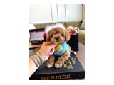 Maltipoo Bebeklerimiz - 2