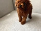 Orjinal En Özel Poodle Bebeklerimiz - 5