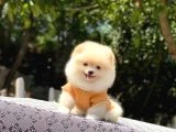 En Tatlı ve En Güzel Pomeranian Yavrularım - 2