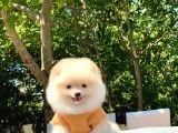 En Tatlı ve En Güzel Pomeranian Yavrularım - 3