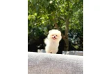 En Tatlı ve En Güzel Pomeranian Yavrularım - Köpek