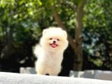 En Tatlı ve En Güzel Pomeranian Yavrularım