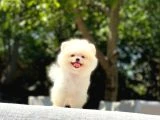 En Tatlı ve En Güzel Pomeranian Yavrularım
