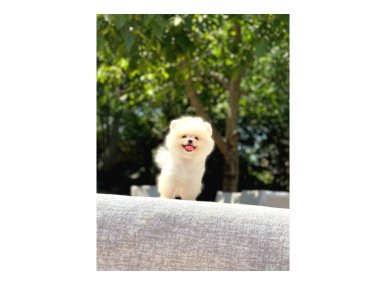 En Tatlı ve En Güzel Pomeranian Yavrularım