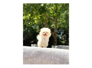 En Tatlı ve En Güzel Pomeranian Yavrularım