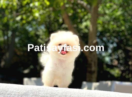 En Tatlı ve En Güzel Pomeranian Yavrularım