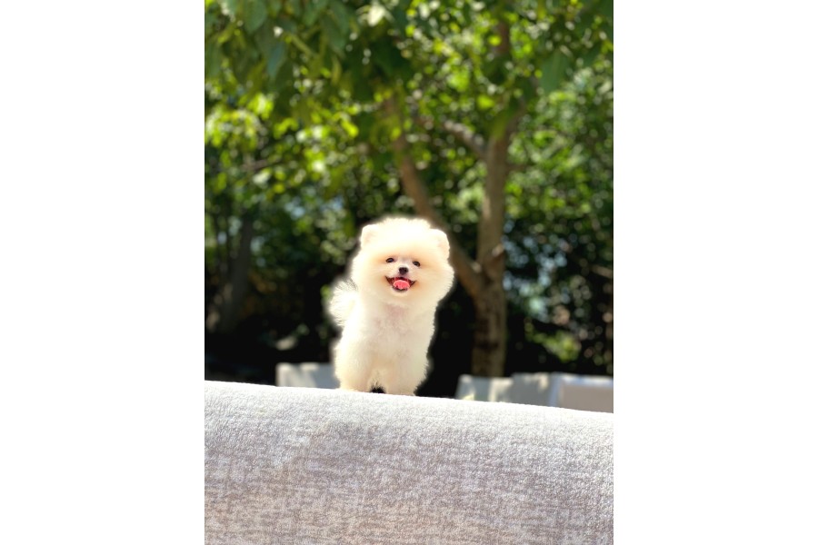En Tatlı ve En Güzel Pomeranian Yavrularım
