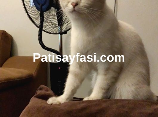 Güzel kızım Boncuğuma Acil Yuva arıyorum