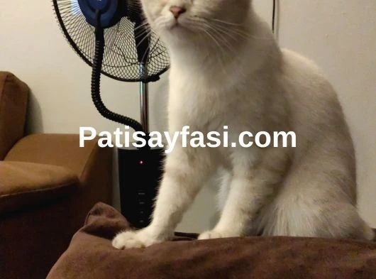 Güzel kızım Boncuğuma Acil Yuva arıyorum
