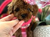 Orjinal En Özel Poodle Bebeklerimiz