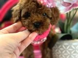 Orjinal En Özel Poodle Bebeklerimiz - 2