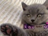 2 aylık yavru british shorthair - 3