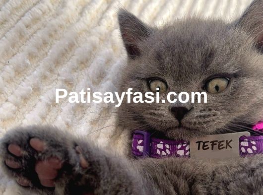 2 aylık yavru british shorthair 