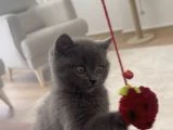2 aylık yavru british shorthair - 2