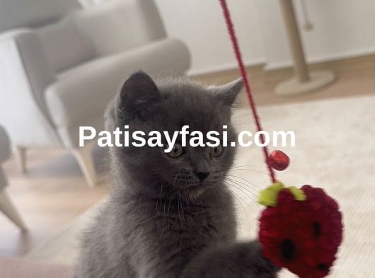 2 aylık yavru british shorthair 