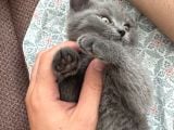2 aylık yavru british shorthair 