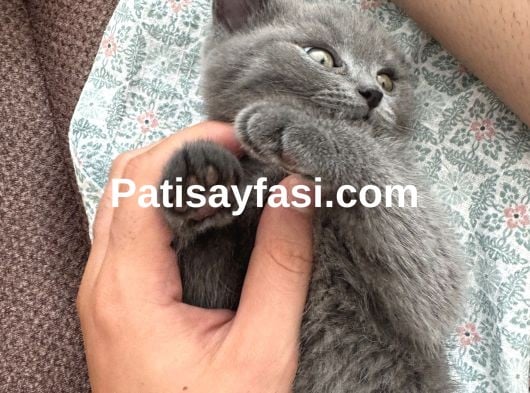 2 aylık yavru british shorthair 